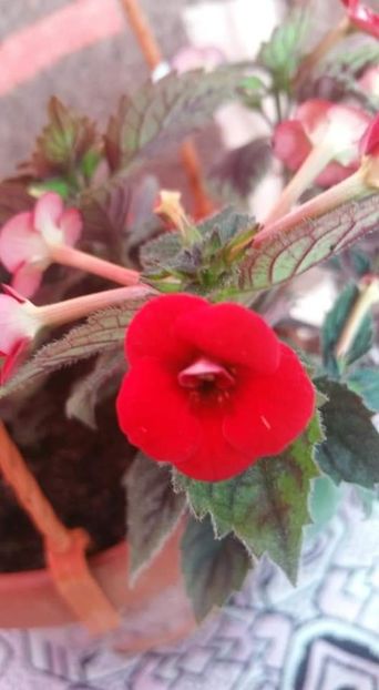  - Petite Fadette- gabi gligor