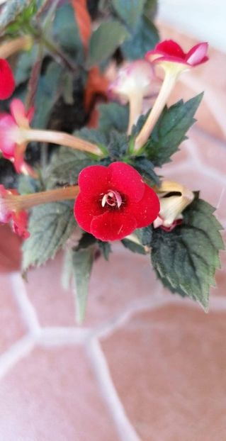  - Petite Fadette- gabi gligor