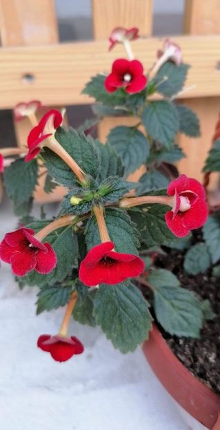  - Petite Fadette- gabi gligor