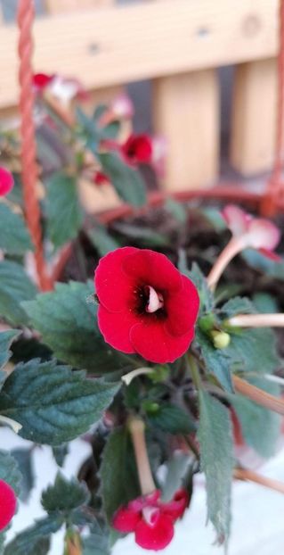  - Petite Fadette- gabi gligor