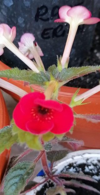  - Petite Fadette- gabi gligor