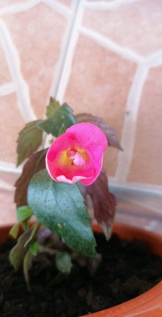  - X2 Achimenantha Golden Jubilee-deea01