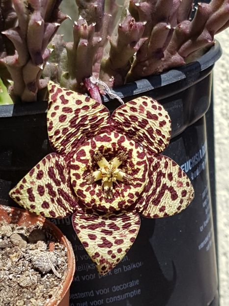 Stapelia variegata nr 1 - Stapeliade 2018-2021-2022