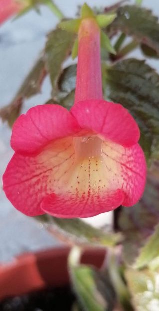  - X2 Achimenantha Helena-erika 76