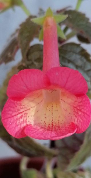  - X2 Achimenantha Helena-deea01