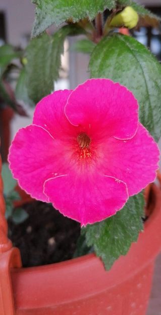  - Mardi Gras-lucyanna