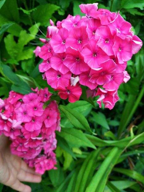 Adessa Red - Flox 2019