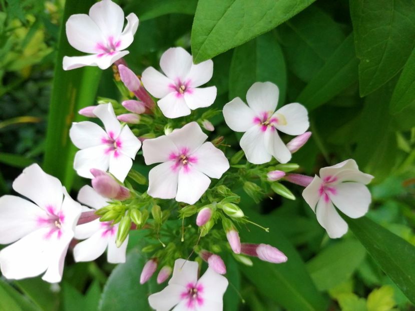 White Eyes - Flox 2019