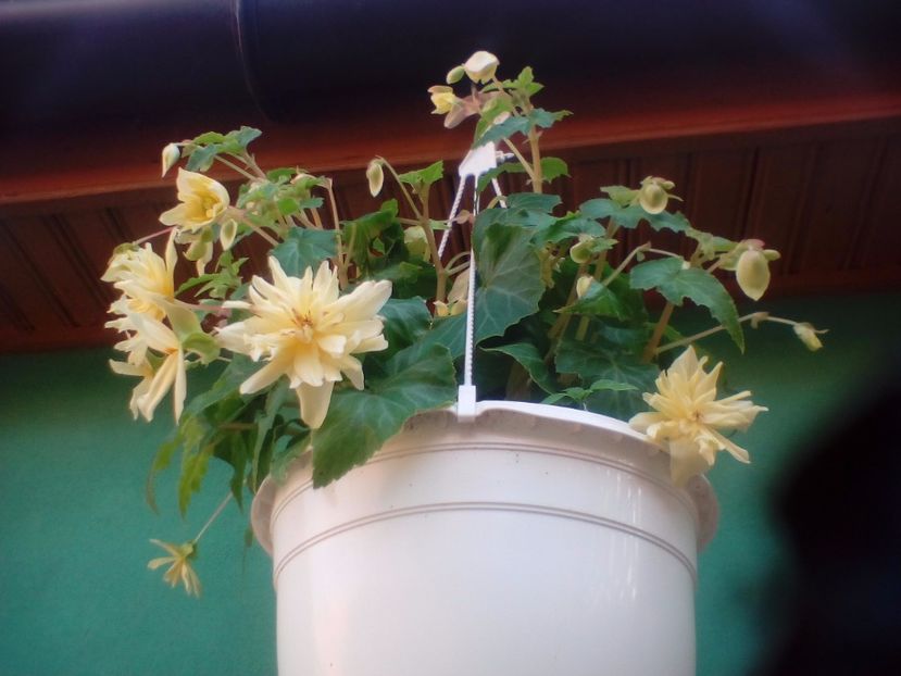  - Begonii curgatoare