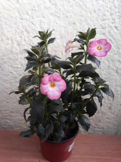 2019 - 001 2021 - Vie en Rose posibil