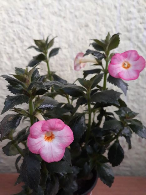  - 001 2021 - Vie en Rose posibil