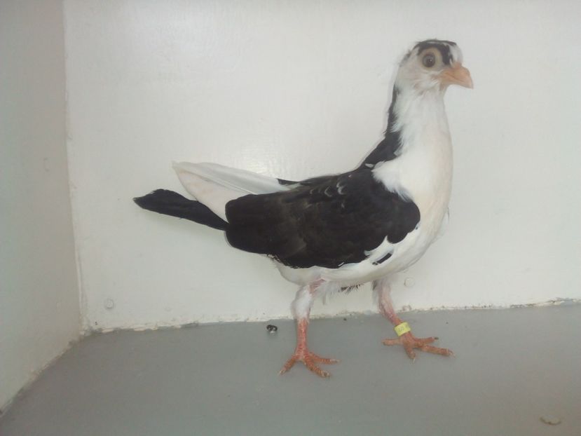 pierdut - PUISORI 2019