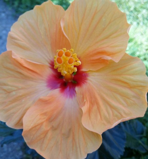  - HIBISCUSI - 2019_2021-2022-2023