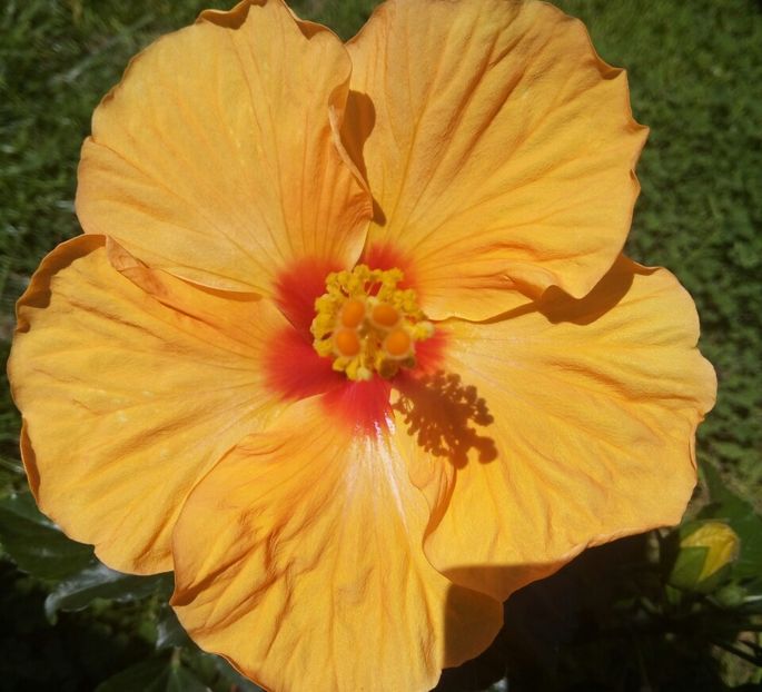  - HIBISCUSI - 2019_2021-2022-2023