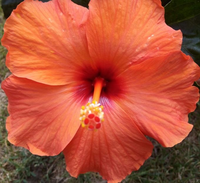  - HIBISCUSI - 2019_2021-2022-2023