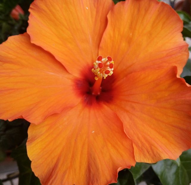  - HIBISCUSI - 2019_2021-2022-2023