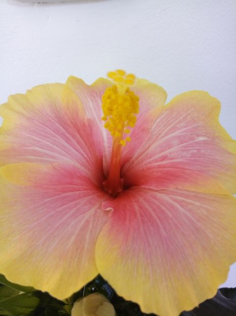  - HIBISCUSI - 2019_2021-2022-2023