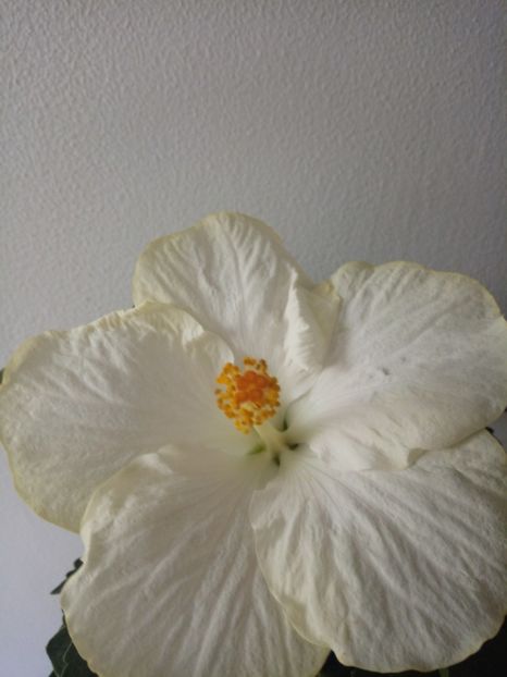  - HIBISCUSI - 2019_2021-2022-2023