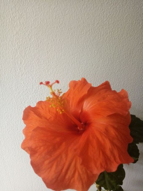  - HIBISCUSI - 2019_2021-2022-2023