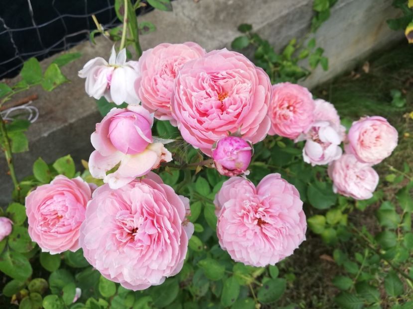  - Alnwick castle rose