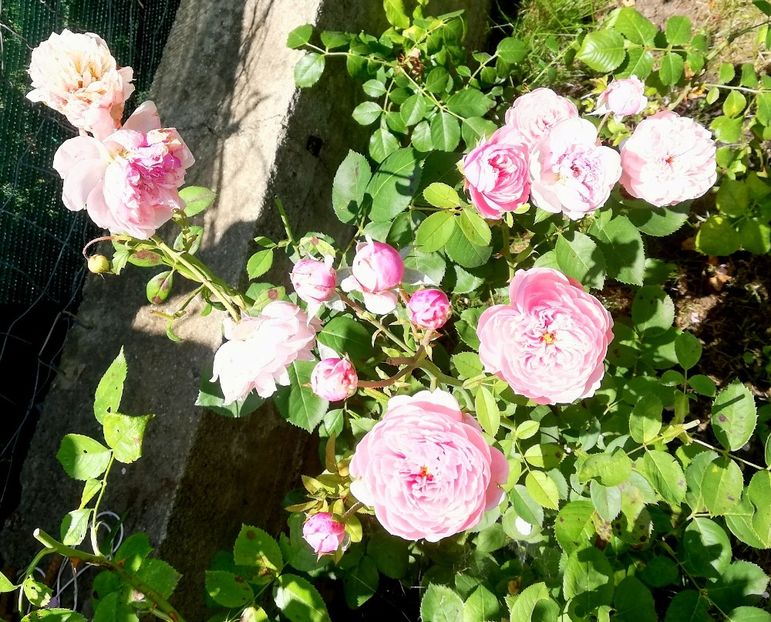  - Alnwick castle rose