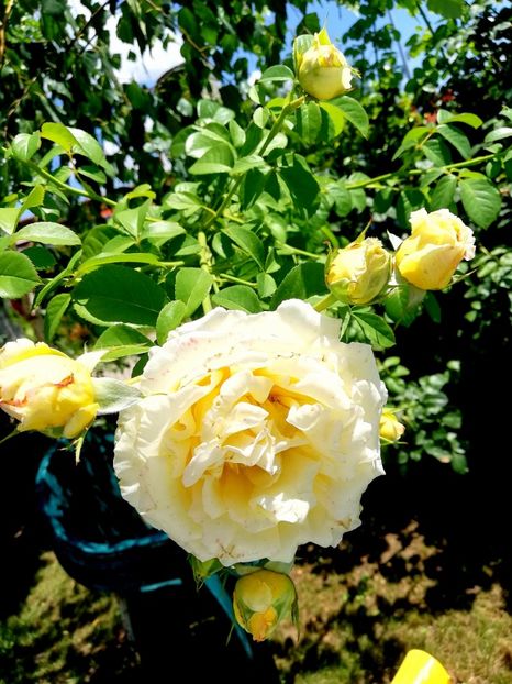  - Cyrano de Bergerac