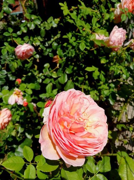  - Abraham Darby