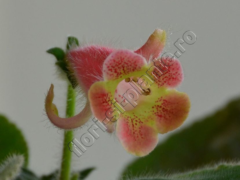 Kohleria Ni s Amanda - KOHLERIA II 3