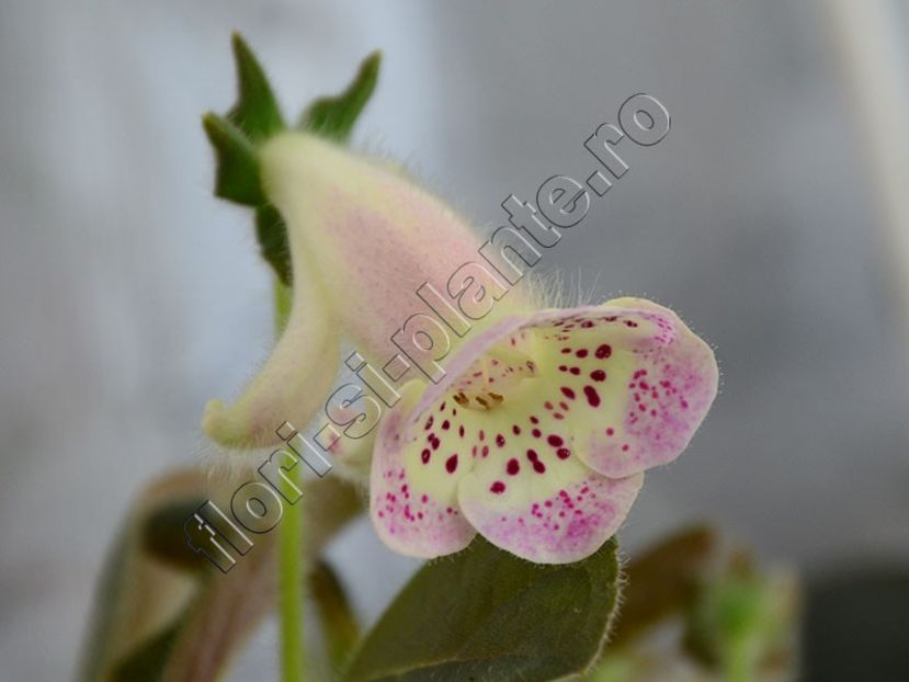 Kohleria HCY`s Jardin Monet - KOHLERIA II 3