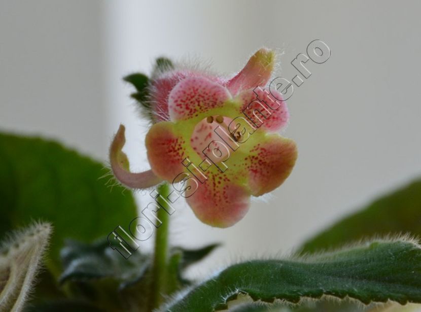 Kohleria Ni s Amanda - KOHLERIA II 3