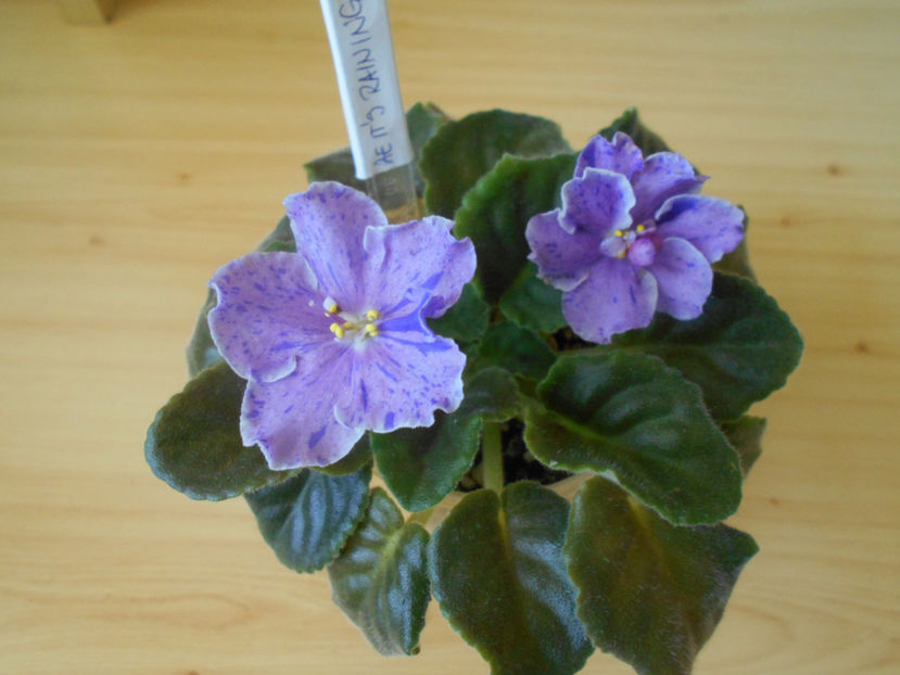 AE It s Raining - 02___VIOLETE AFRICANE