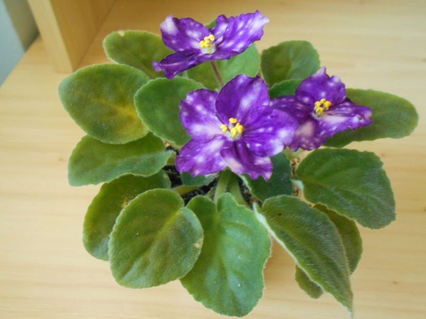 LE Carnival Night - 02___VIOLETE AFRICANE