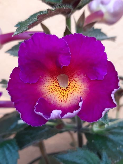 BriD’s Belina - Achi din semințe BriDs 2018