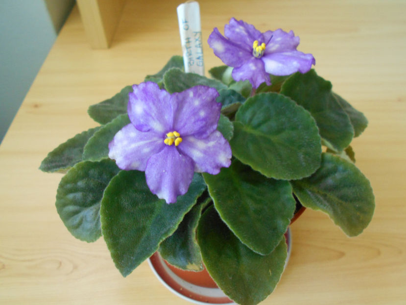 LE Birth of Galaxy - 05___FLORI 2019