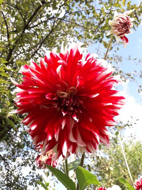  - AAAA_DALII 2015_2017_2018_2019_2020_2023