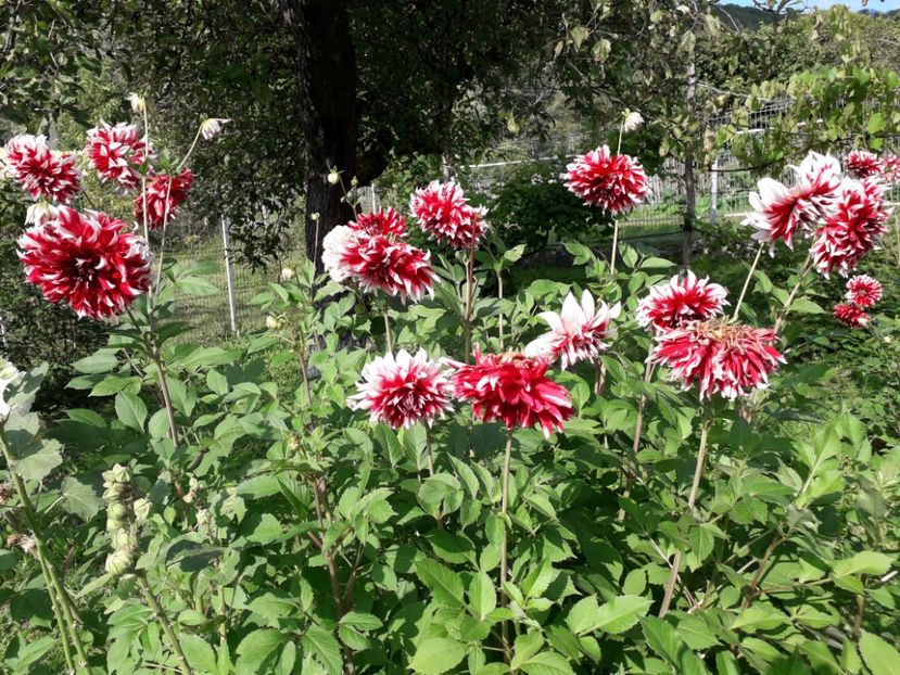  - AAAA_DALII 2015_2017_2018_2019_2020_2023