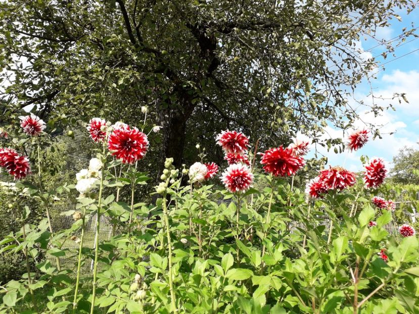  - AAAA_DALII 2015_2017_2018_2019_2020_2023