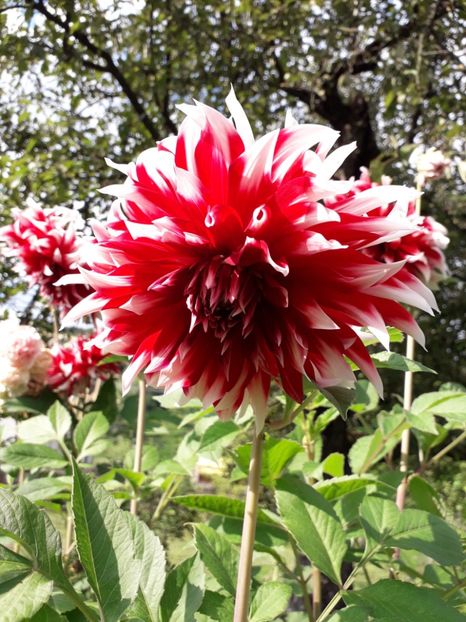  - AAAA_DALII 2015_2017_2018_2019_2020_2023