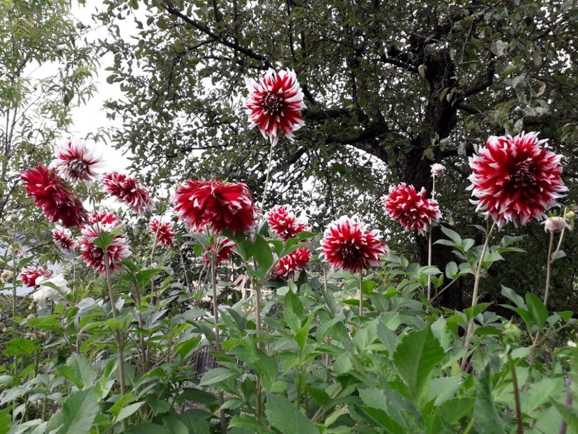  - AAAA_DALII 2015_2017_2018_2019_2020_2023