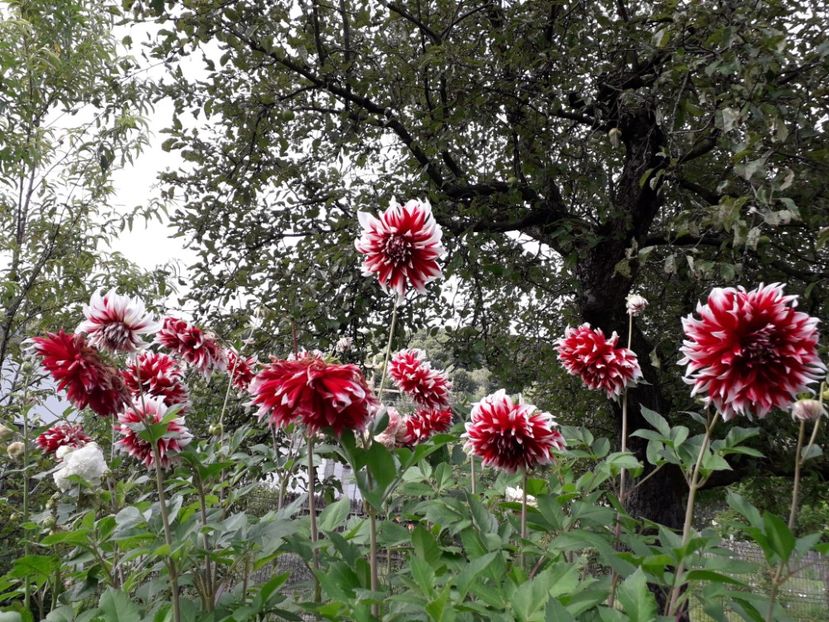  - AAAA_DALII 2015_2017_2018_2019_2020_2023