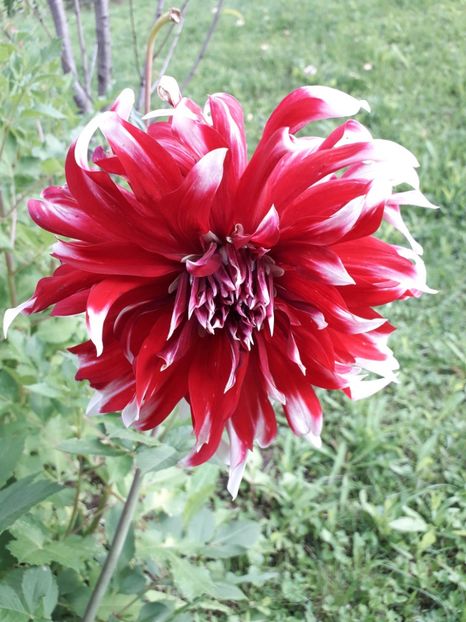  - AAAA_DALII 2015_2017_2018_2019_2020_2023