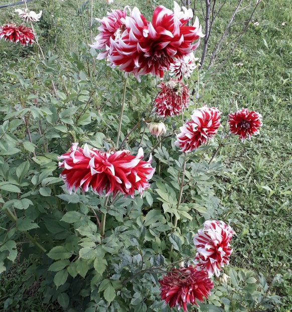  - AAAA_DALII 2015_2017_2018_2019_2020_2023