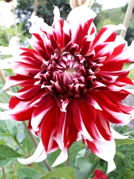  - AAAA_DALII 2015_2017_2018_2019_2020_2023