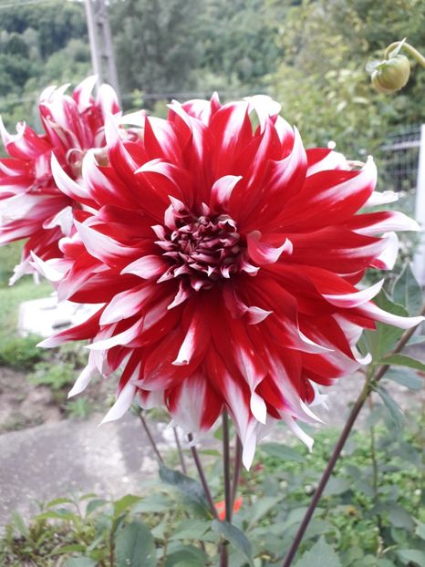  - AAAA_DALII 2015_2017_2018_2019_2020_2023