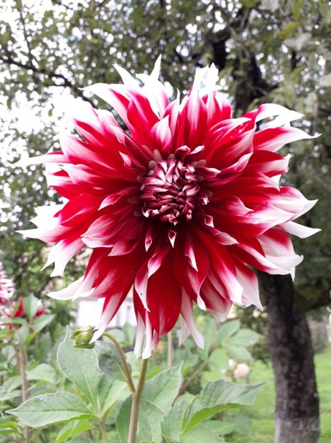  - AAAA_DALII 2015_2017_2018_2019_2020_2023