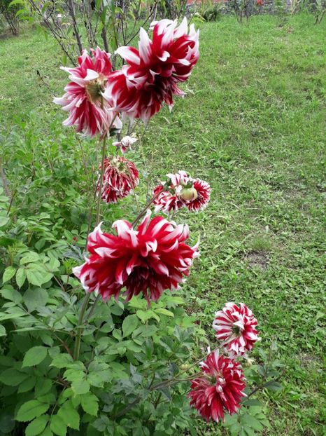  - AAAA_DALII 2015_2017_2018_2019_2020_2023