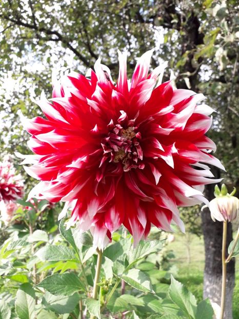  - AAAA_DALII 2015_2017_2018_2019_2020_2023