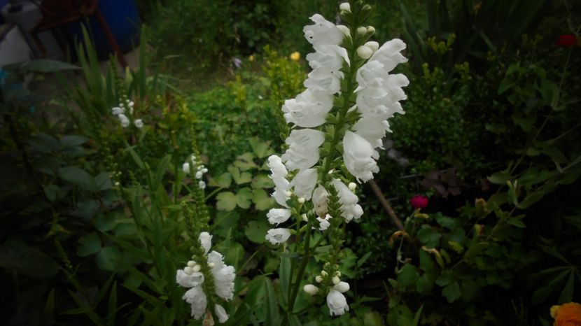 Physostegia virginiana - Stelute