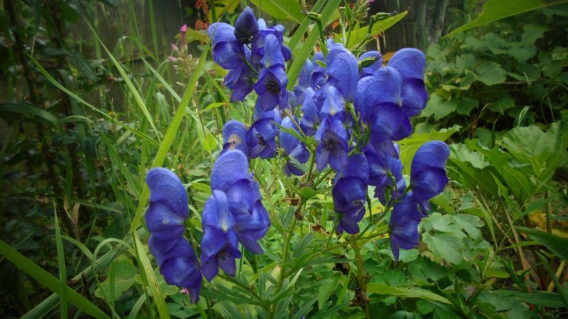 Aconitum(omag de vara) - Stelute