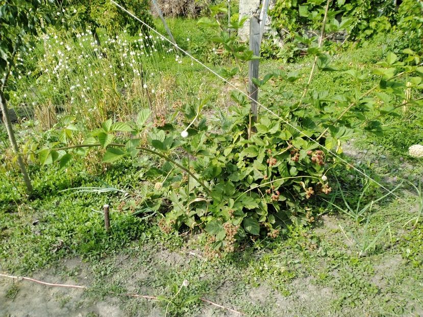 Anul 2 - Mur Chester